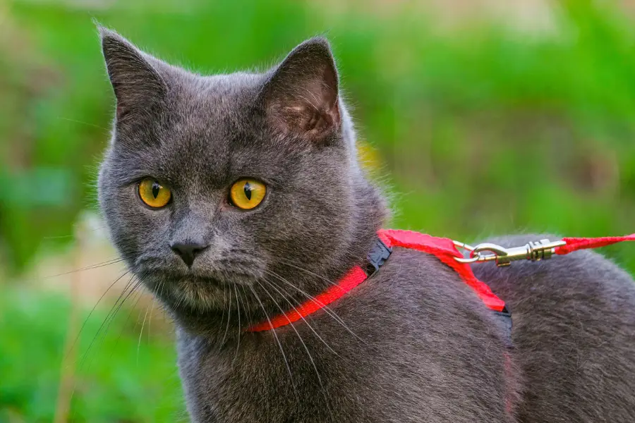 gatos con ojos amarillos